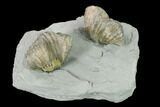 Two Brachiopod (Platystrophia) Fossils On Shale - Kentucky #138838-2